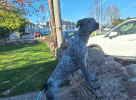 Whippet cross bully