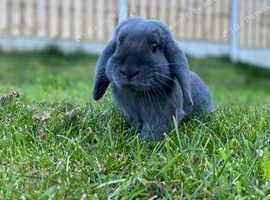 Mini lop for sale