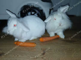 Two male lionheads rabbits