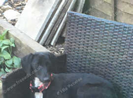 Lurcher x saluki 275£ Ono