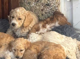 Beautiful mini F2 cockapoo puppies ready to leave for their forever homes