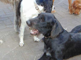 DEERHOUND/WIREHAIRED HUNGARIAN VISZLA PUPPIES