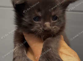 XL maine coon kittens Russia bloodlines