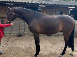 Dressage/Show star in the making