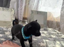 Tiny little pomchi boy