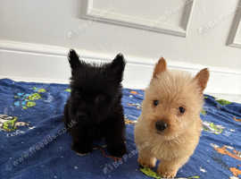 Scottish terrier puppies