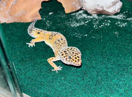 Leopard Geckos for sale