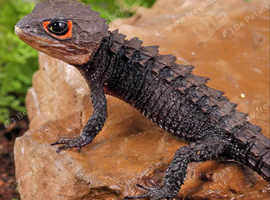RED EYE CROC SKINK