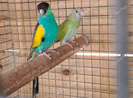 Hooded parakeets