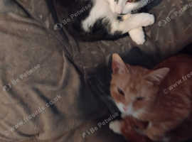 Kitten for sale