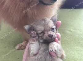 Pomchi puppies