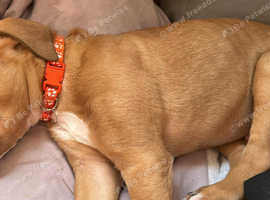 Border Jack / bull gray pups ready to go