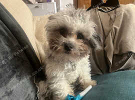 Small 11 month old male coton