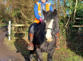 Pretty blue rone cob mare