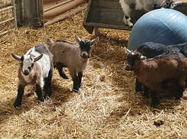 Pygmy Goats (unregistered)