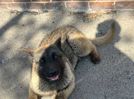 Belgian malinois for sale