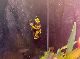 Dart frogs bumblebee