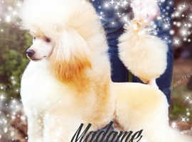 Madame Pompadour Poodles READY TO GO!
