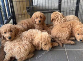 Golden doodles for rehoming