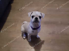 Fawn / white puppy