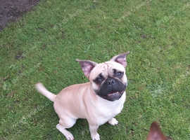 3 year old frug