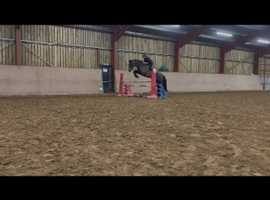 Stunning imported dream horse 16hh