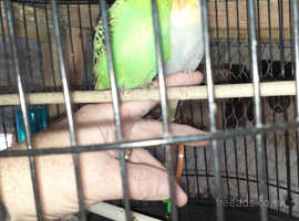 hand tame young budgies for sale