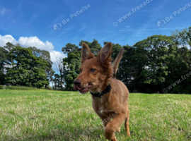 11 month old female Welsh sheepdog