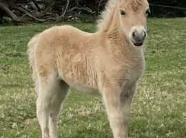Pedigree miniature Shetland filly