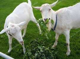 WANTED 2 Male Kid Goats Saanen or British Alpine Castrated and Debudded