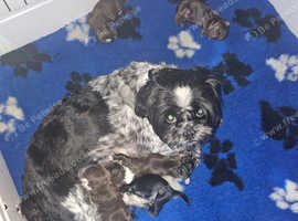 Shihtzu puppys