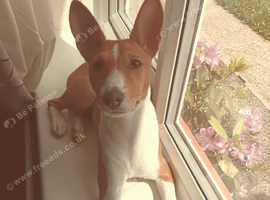 Beautiful basenji girl. Onset of illness forces sad sale