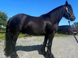 Dales part bred 4 year old Gelding