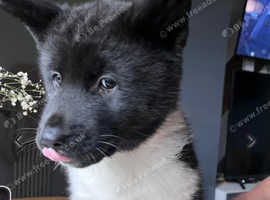 Female American Akita