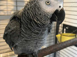 African grey parrot