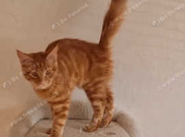 Maine coon kittens