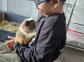 Two male guinea pigs- cage and food included