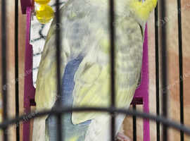 3 healthy budgies for sale with cage