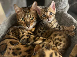 Lovely bengal kittens
