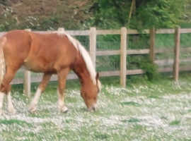 New forest gelding