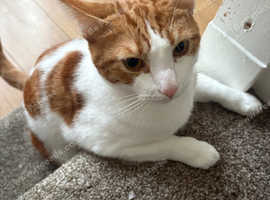 Cat for sale