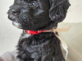 TIBETAN X POODLE GIRLS READY NOW