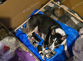 New litter