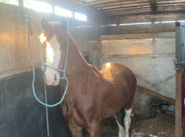 Chester for a new home