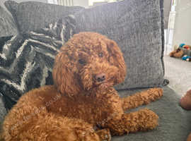 Toy poodle for Stud