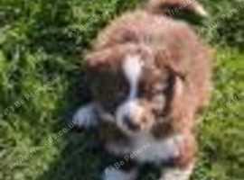 Beautiful Border Collie puppies.