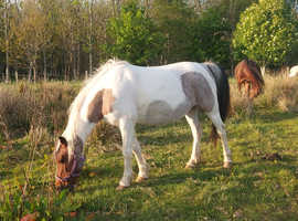 Welsh cross mare