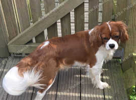 Proven kc reg cavalier king charles for stud
