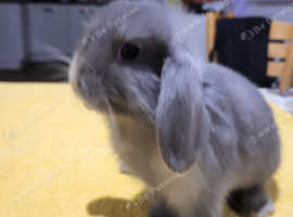 Beautiful Mini lop looking good a home .