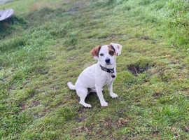 Female Jack/beagle 4yrs old